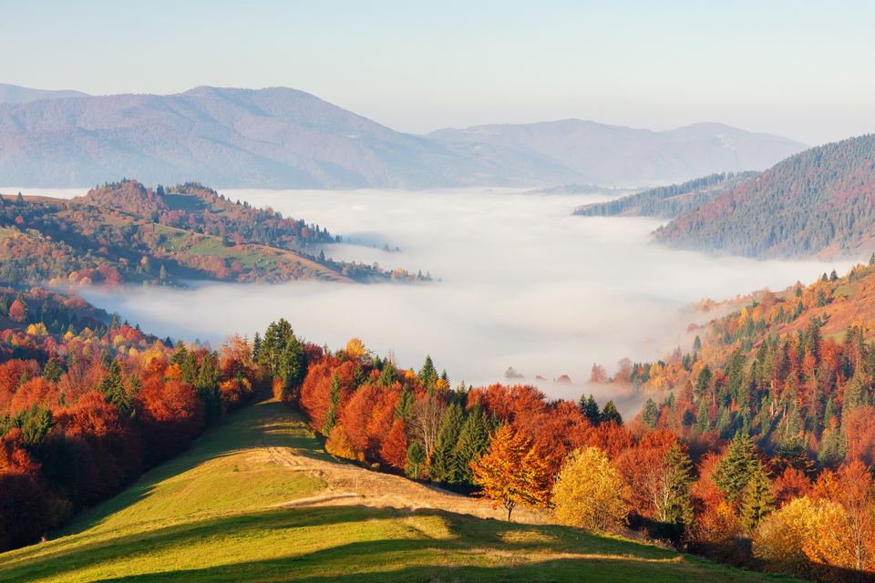 Mountain forest in Synevyr National Nature Park, Ukraine