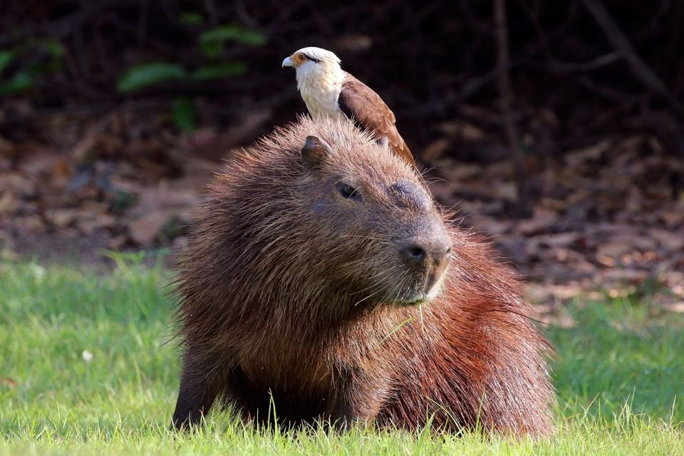 Yellow-headed caracara riding a capybara, the Pantanal, Brazil
